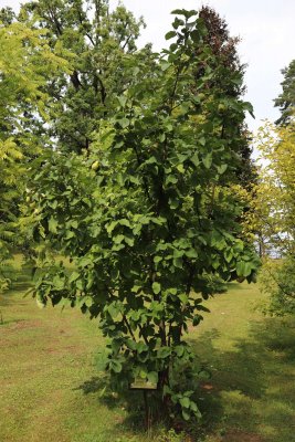 Cydonia oblonga 'Vranja' - kdouloň obecná - celek